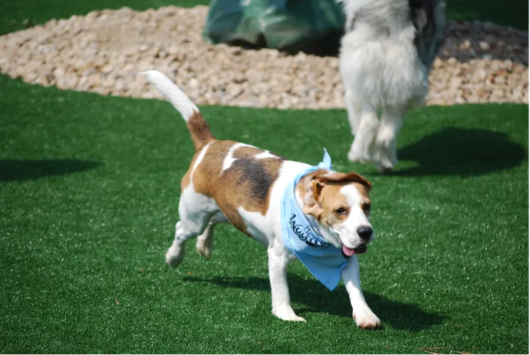 Building Dog Parks During Sky-High Construction Costs