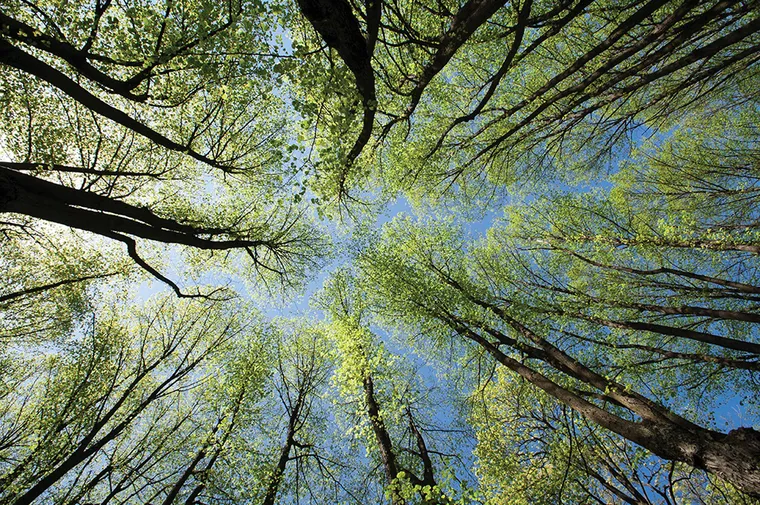 Save The Trees?