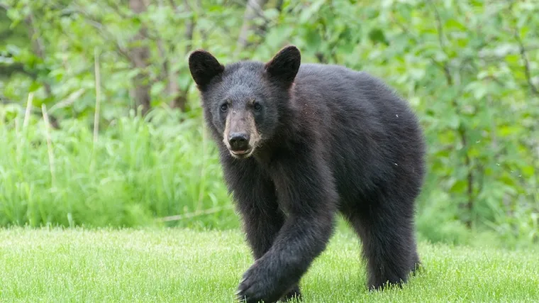 Mitigating Human-Wildlife Conflicts Through Design